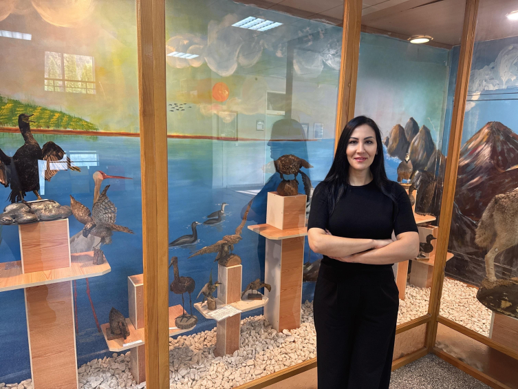 Yeşil papağanlar, sempatik ama istilacı